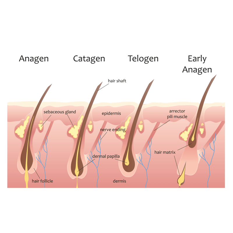 How do hair cycles work?